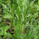 Kentucky Bluegrass Seeds, 50g