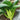 'Meijiaqi' Suzhou Dwarf Pak Choi Seeds, 20g