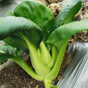 'Meijiaqi' Suzhou Dwarf Pak Choi Seeds, 20g