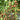 805 Cherokee Purple Cherry Tomato, 5 Seeds