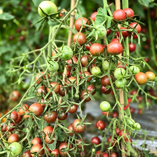 805 Cherokee Purple Cherry Tomato, 5 Seeds