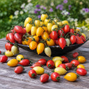 171 Miniature Orange Plum Tomato, 3 Seeds