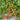 424 Paulina's Secret Tomato, 5 Seeds