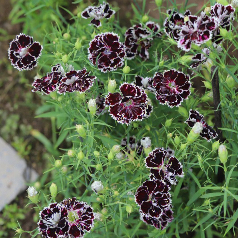 'Black-white Minstrel' Dianthus Seeds