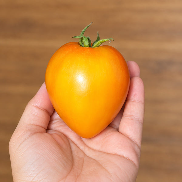 448 Fairy's Gift Tomato, 5 Seeds