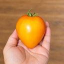 448 Fairy's Gift Tomato, 5 Seeds