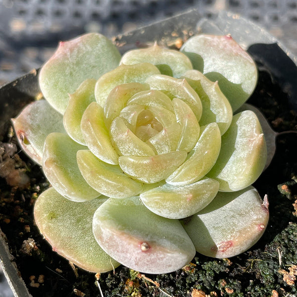 Echeveria 'White Lotus', 3pcs x 1-head