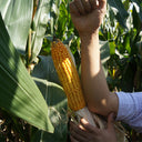 NK718 Corn Maize Hybrid, 200 Seeds