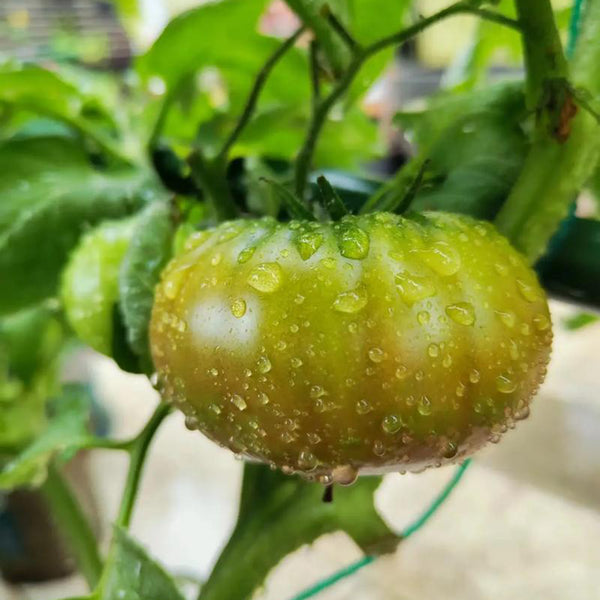 Krim Tomato, 10 Seeds