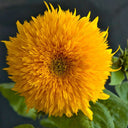 Teddy Bear Sunflower Seeds, 1g