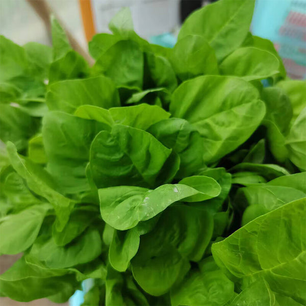 Round-leaf White Amaranth Seeds, 8g