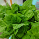 Round-leaf White Amaranth Seeds, 8g