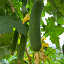 Qingmei Luffa Seeds, 20 Seeds