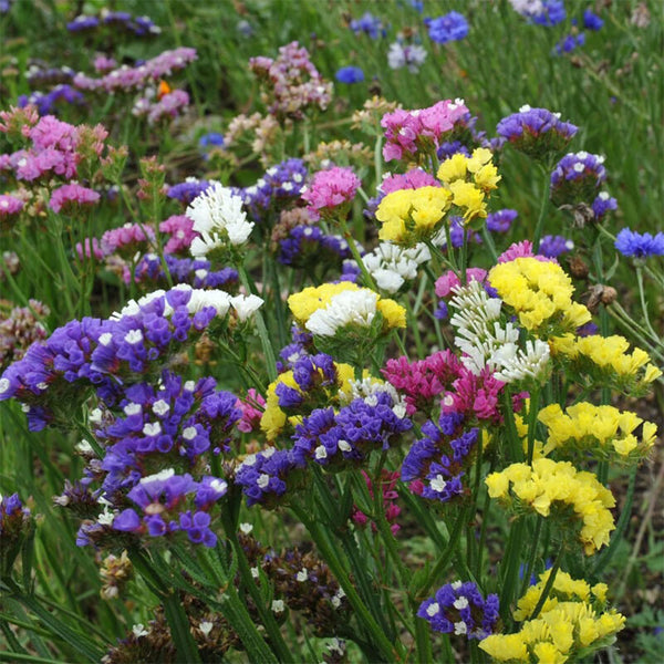 Wavyleaf Sea Lavender (mixed) Seeds, 200 Seeds