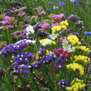 Wavyleaf Sea Lavender (mixed) Seeds, 200 Seeds
