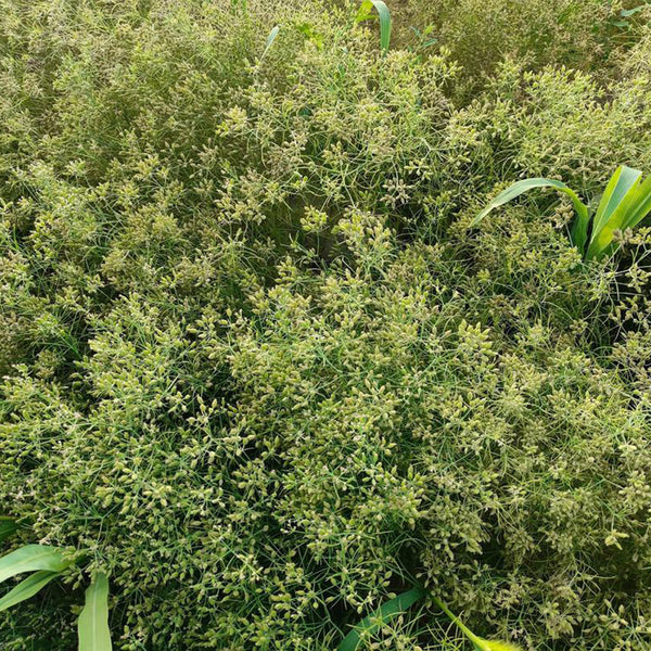 Cumin Seeds, 5 Grams ≈ 2000 ~ 2500 Seeds