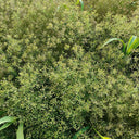 Cumin Seeds, 5 Grams ≈ 2000 ~ 2500 Seeds