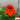 Hezhichun Red Nasturtium Seeds, 10g