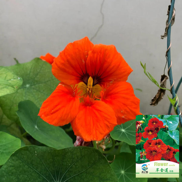 Hezhichun Red Nasturtium Seeds, 10g