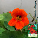 Hezhichun Red Nasturtium Seeds, 10g