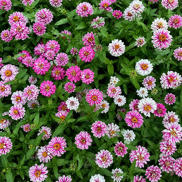 W1337 Double Zahara Raspberry Ripple Zinnia, 5 Seeds