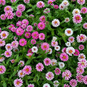 W1337 Double Zahara Raspberry Ripple Zinnia, 5 Seeds