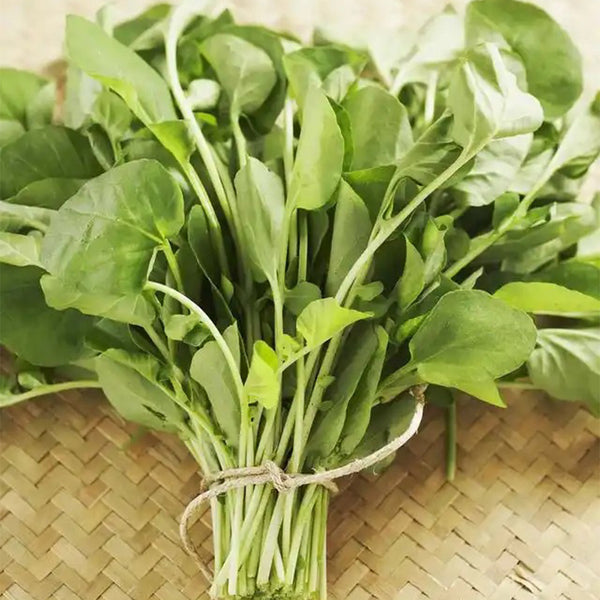 'Alishan' White Amaranth Seeds, 10g