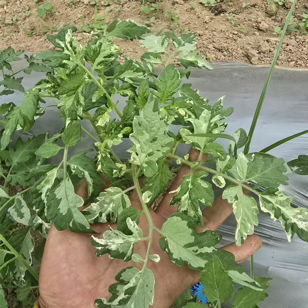 673 Cherokee Purple Stripe Tomato, 5 Seeds