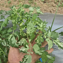 673 Cherokee Purple Stripe Tomato, 5 Seeds