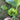 Qihe Agriculture Jiangbing Pumpkin, 50 Seeds
