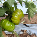 Black Steak Tomato, 100 Seeds
