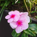 Pink Madagascar Periwinkle Seeds, 100 Seeds