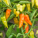 Habanada Sweet Pepper, 10 Seeds
