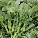 Lvyou No.12 Youcaitai Seeds, 10g