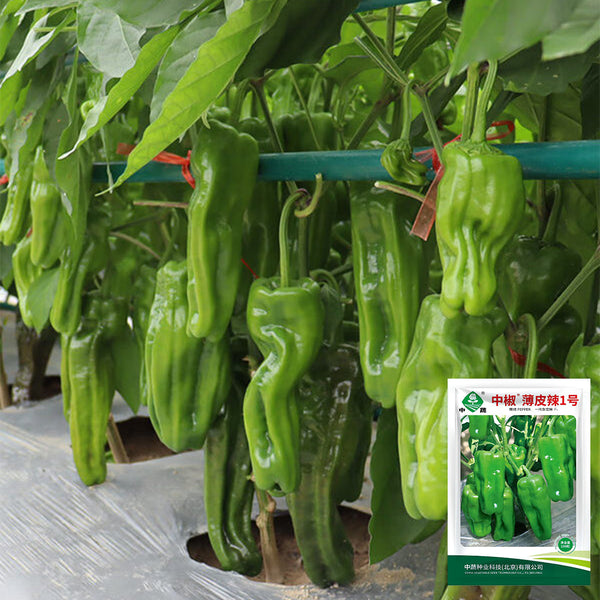 'Zhongjiao Bopila No.1' Pepper, 100 Seeds