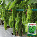 'Zhongjiao Bopila No.1' Pepper, 100 Seeds