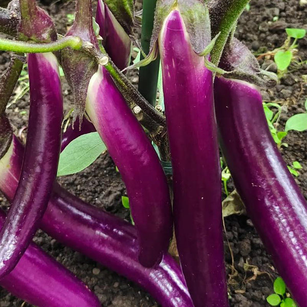 'Hangqie No.1' Eggplant Seeds, 100 Seeds