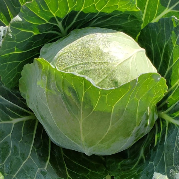 Cuixiaoluo Round Cabbage Seeds, 2g