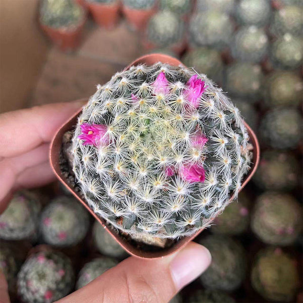 Mammillaria schiedeana, 3-4cm