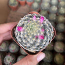 Mammillaria schiedeana, 3-4cm