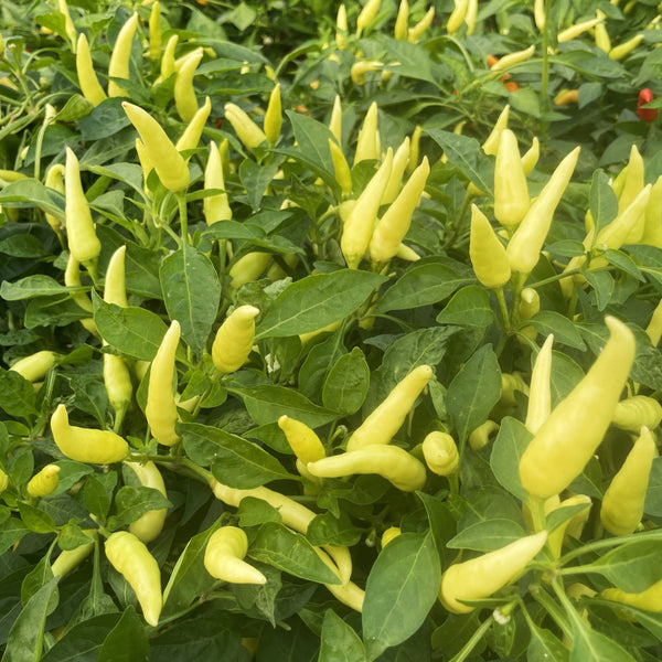 Small Chili Pepper Seeds, 50 Seeds