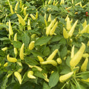 Small Chili Pepper Seeds, 50 Seeds