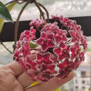 Hoya pubicalyx 'Red Button', 2 Cuttings
