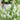 Hezhichun Bunny Tail Grass, 30 Seeds