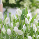 Hezhichun Bunny Tail Grass, 30 Seeds