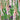 Pink Foxglove, 1000 Seeds
