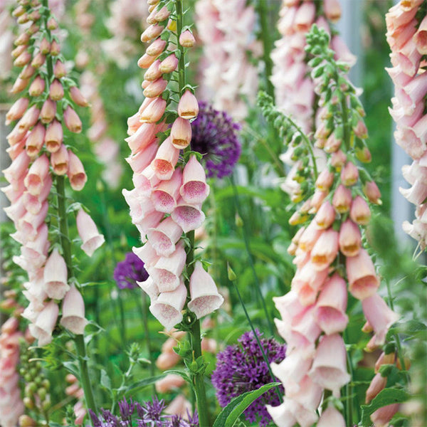 Pink Foxglove, 1000 Seeds