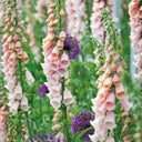 Pink Foxglove, 1000 Seeds