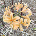 Lycoris 'Sweet Orange', 1 Bulb