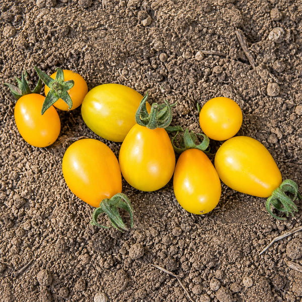 24 Yellow Submarine Tomato, 5 Seeds